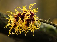 Kalm201401 Hamamelis zn gelb 4895